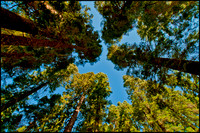 Mariposa Grove, a lot of looking up!