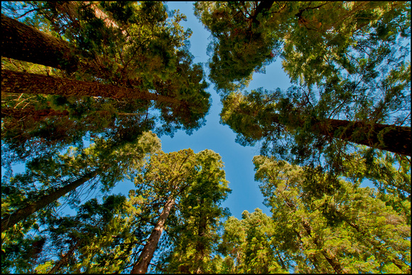 Mariposa Grove, a lot of looking up!