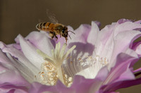 Honey Bee & Cactus Flower