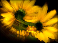 Sunflowers in Motion
